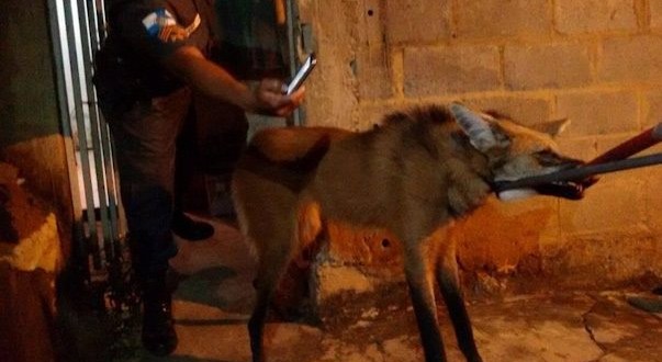 Em Miracema lobo-guará é resgatado após invadir residência e assustar moradores